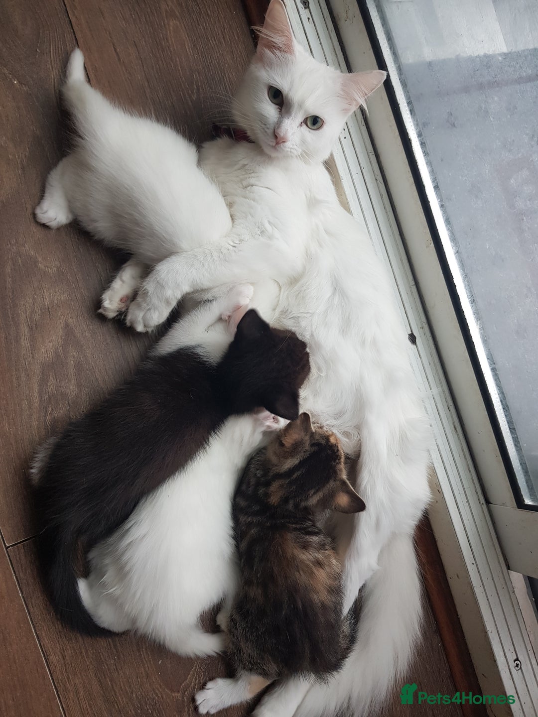 Mixed Breed cats for sale: 3 beautiful female kittens  - Image 10