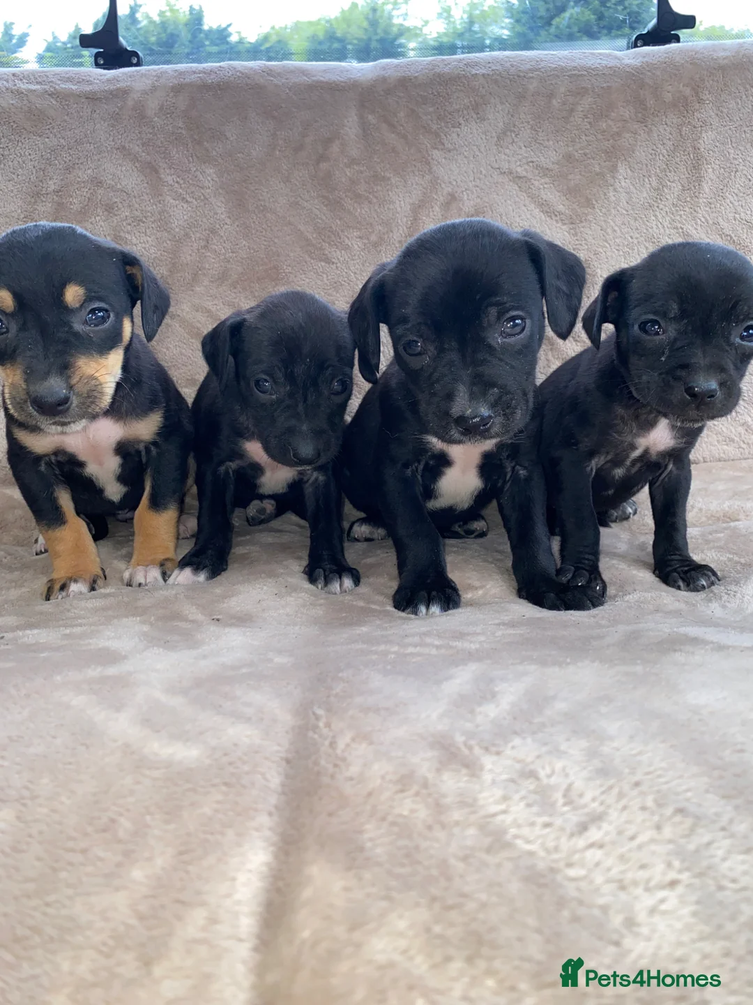 Mixed Breed dogs for sale: 11puppy  - Advert 11