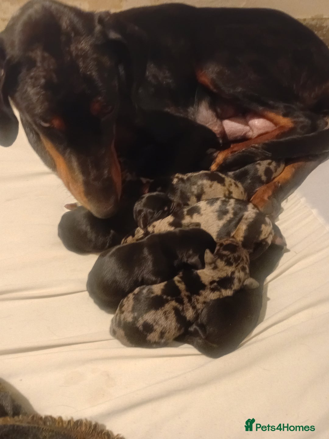 Mixed Breed dogs for sale: Champ KC registered Doberman & Bauceron puppies. - Advert 3