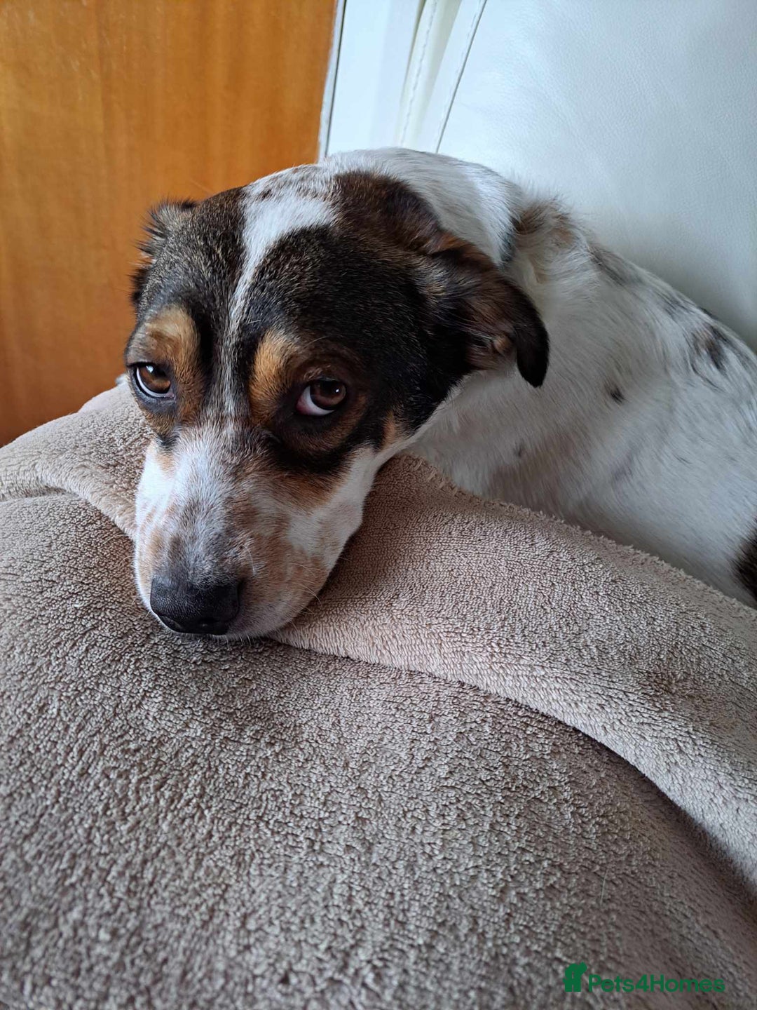 Mixed Breed dogs for adoption: Brodie In Ayr Looking for a home  - Image 1