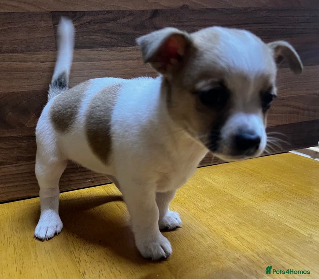 Mixed Breed dogs for sale: Jack Russell with a hint of Bichon Frise. - Image 17