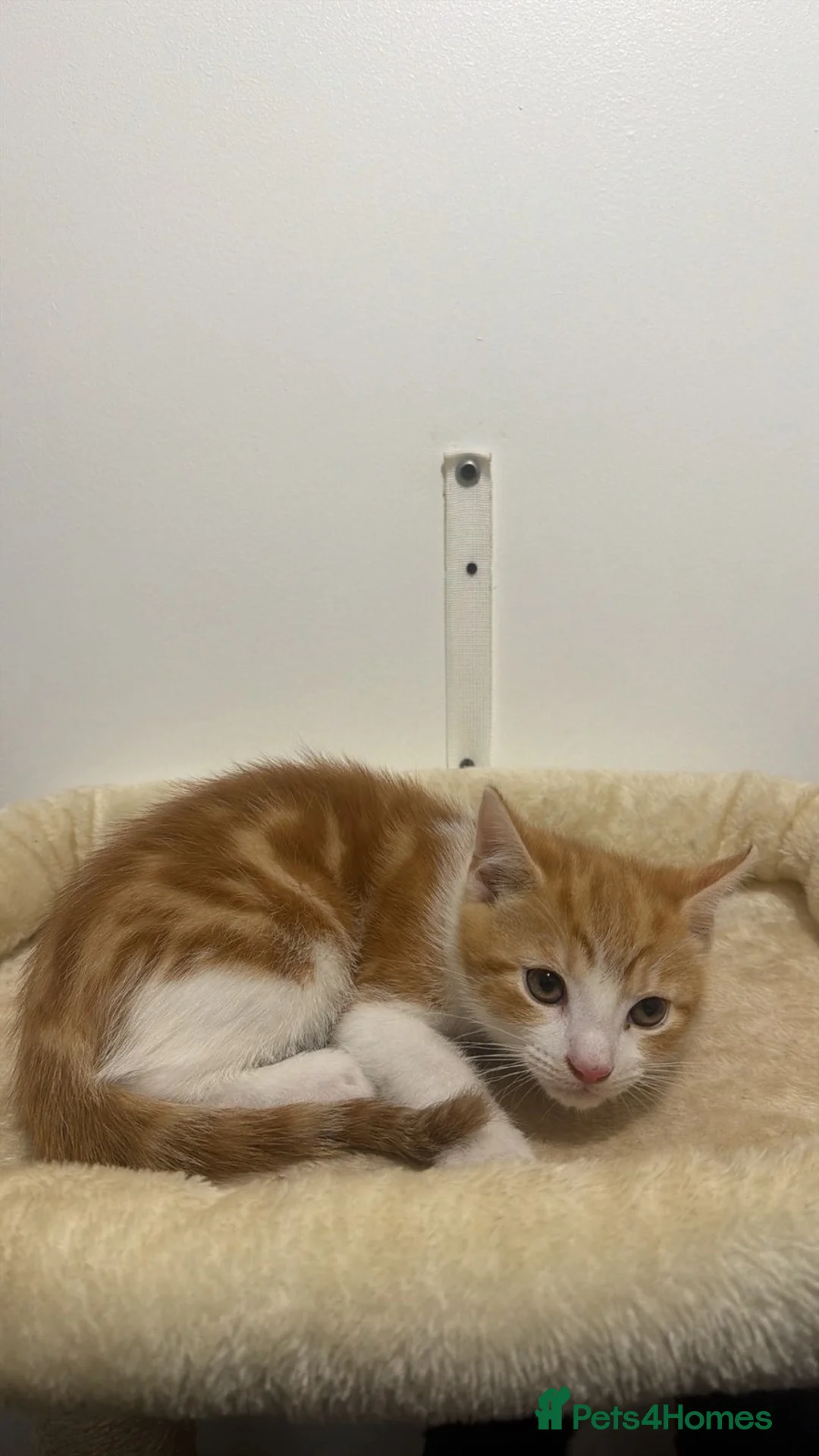 Mixed Breed cats for sale: X5 Ginger Kittens - Ready to leave! - Advert 3
