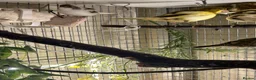 Canaries birds for sale: FIFE CANARY'S - Advert 9