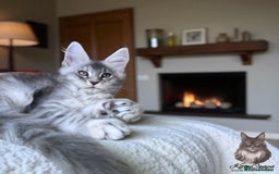 Maine Coon cats for sale: 🌟🌟Beautiful Maine Coon kittens 🌟🌟 - Image 7