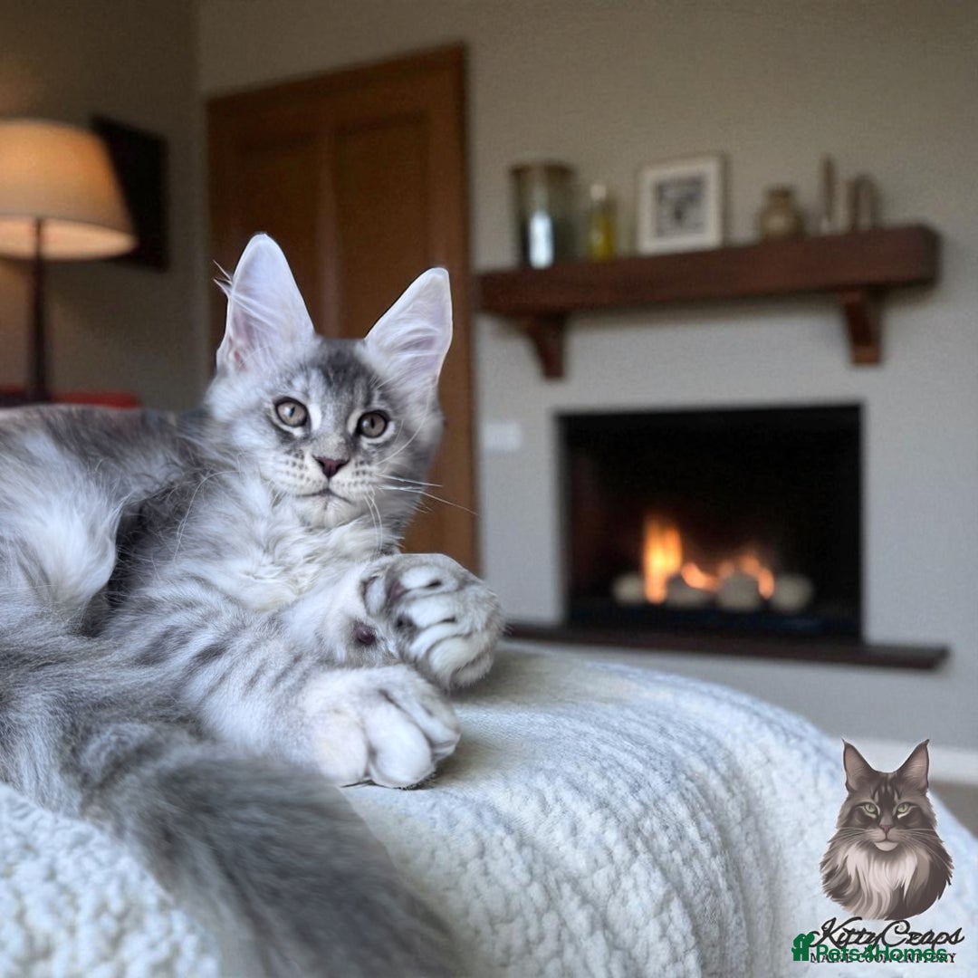 Maine Coon cats for sale: 🌟🌟Beautiful Maine Coon kittens 🌟🌟 - Image 7