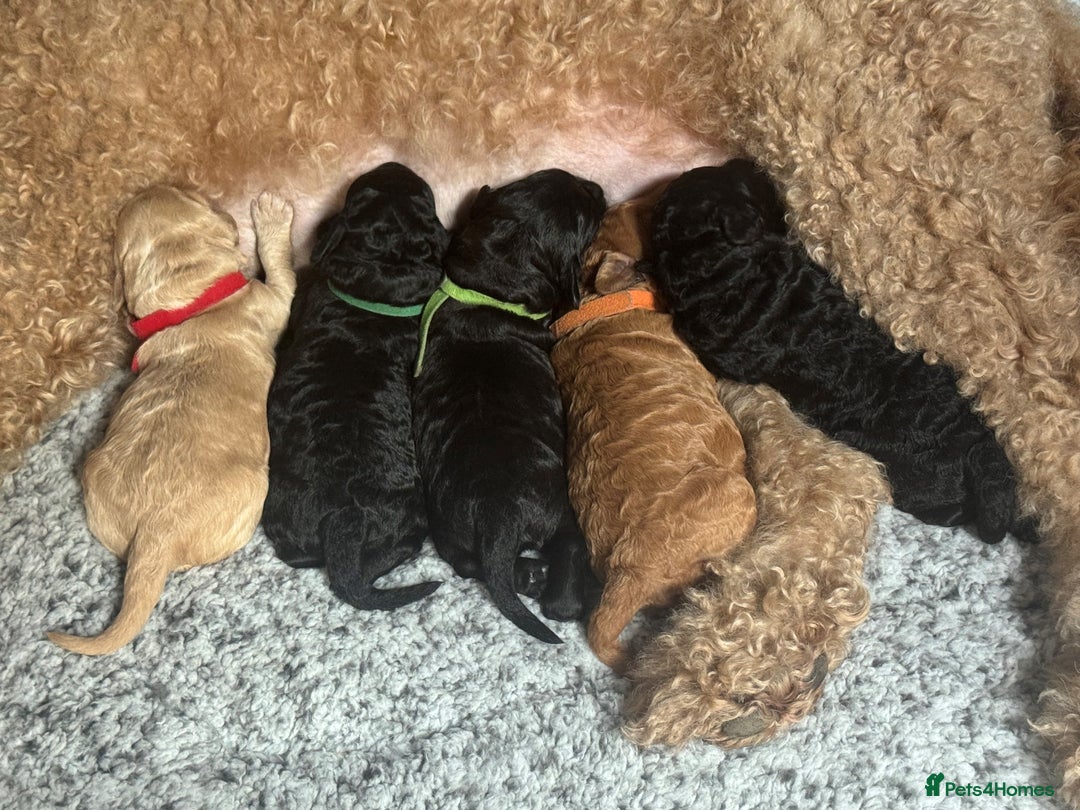 Australian Labradoodle dogs for sale: Annie's Australian Labradoodle Puppies are here! - Advert 6