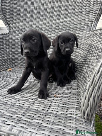 Labrador Retriever dogs - Advert 9