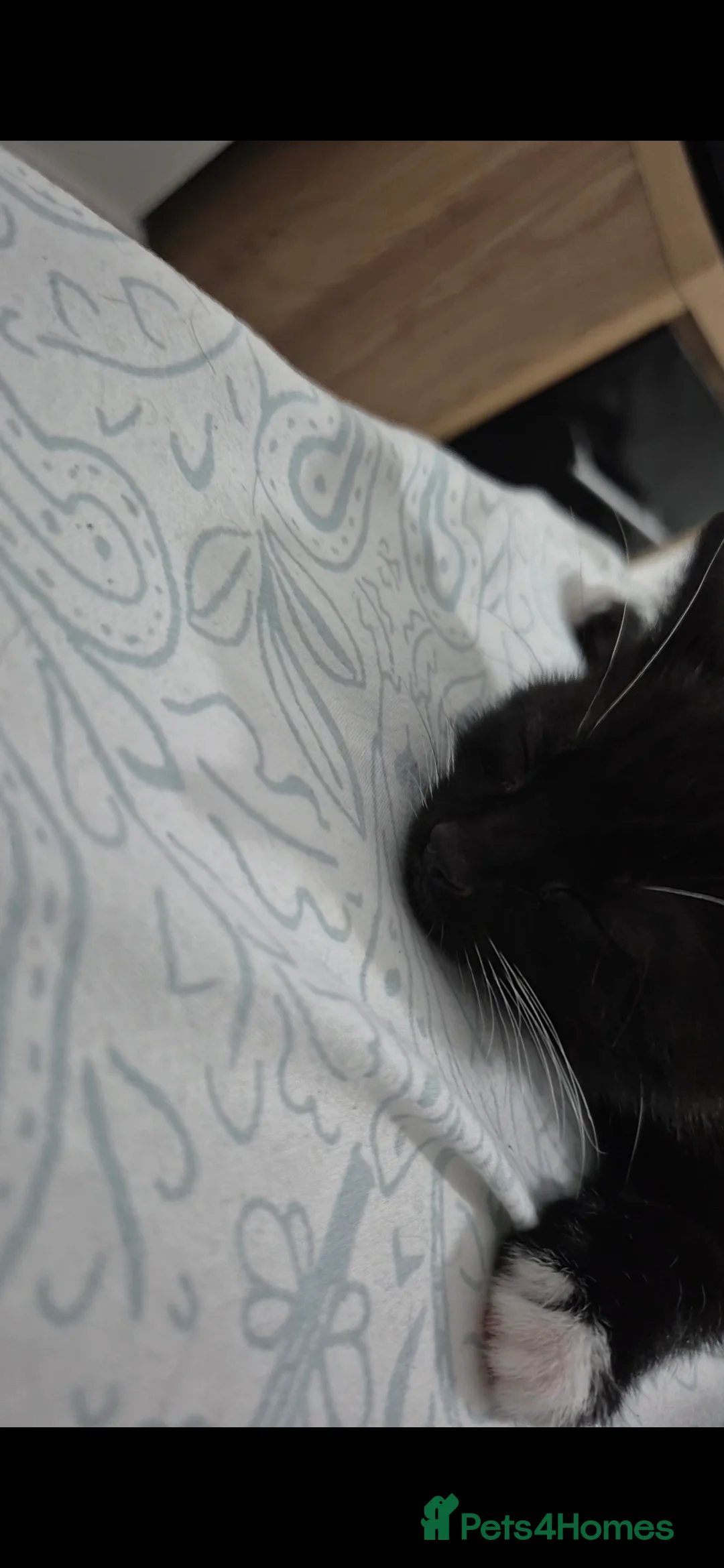 Mixed Breed cats for sale: Beautiful playful kitten need of home - Advert 7