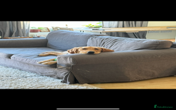 Golden Retriever dogs for sale: Golden Retriever Looking for a Loving Home 🐾 - Image 3