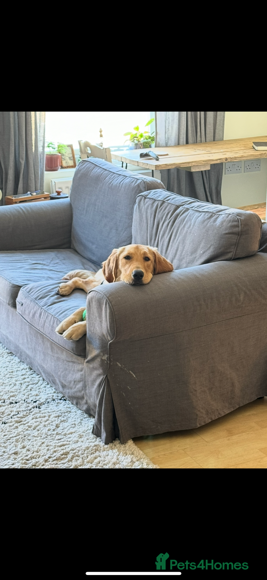 Golden Retriever dogs for sale: Golden Retriever Looking for a Loving Home 🐾 - Image 3