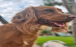 Cocker Spaniel dogs for sale: 6 Cocker Spaniel puppies for sale - Advert 1