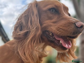 Cocker Spaniel dogs 6 Cocker Spaniel puppies for sale - Advert 3