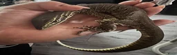 Monitor reptiles for sale: Young Argus Monitor  - Advert 2