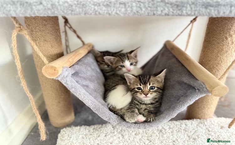Mixed Breed cats in Kidderminster - Advert 12