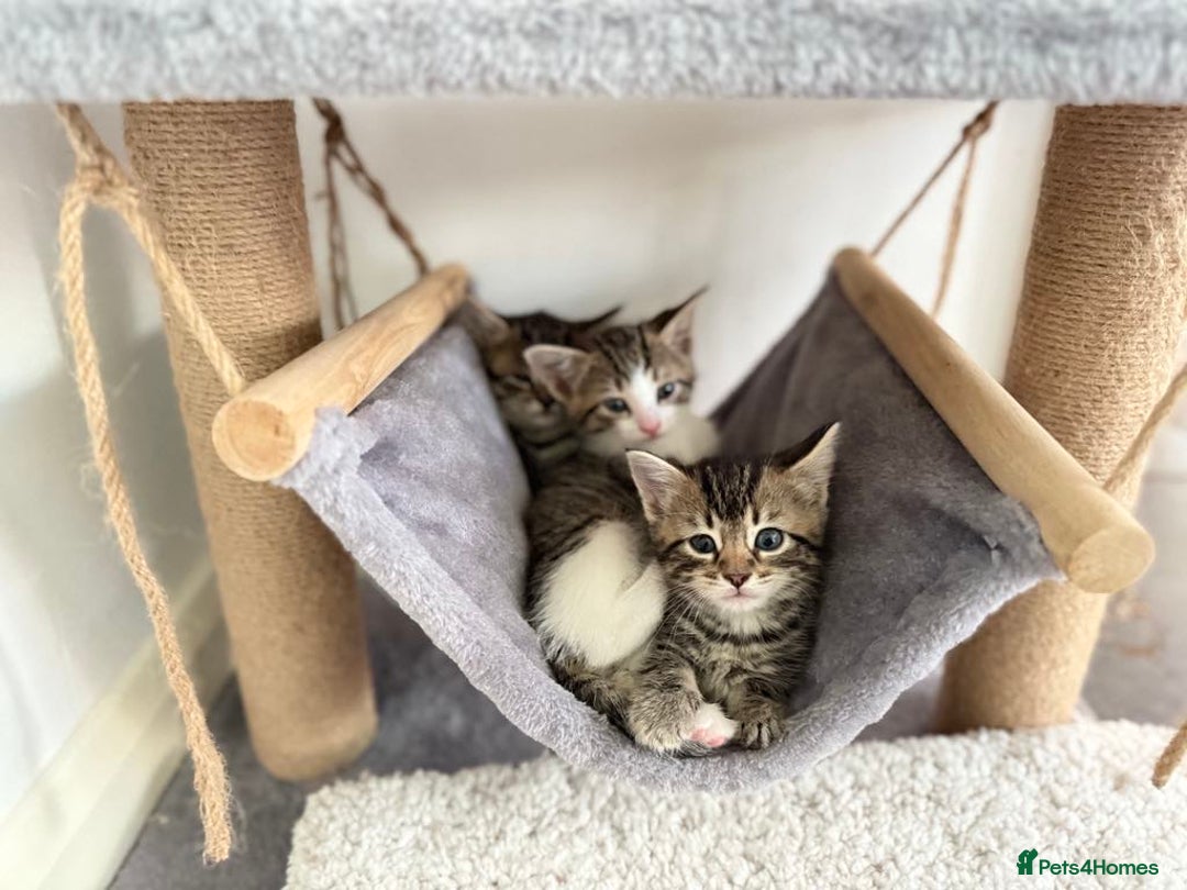 Mixed Breed cats for sale: Tabby Kittens in Kidderminster - Image 1