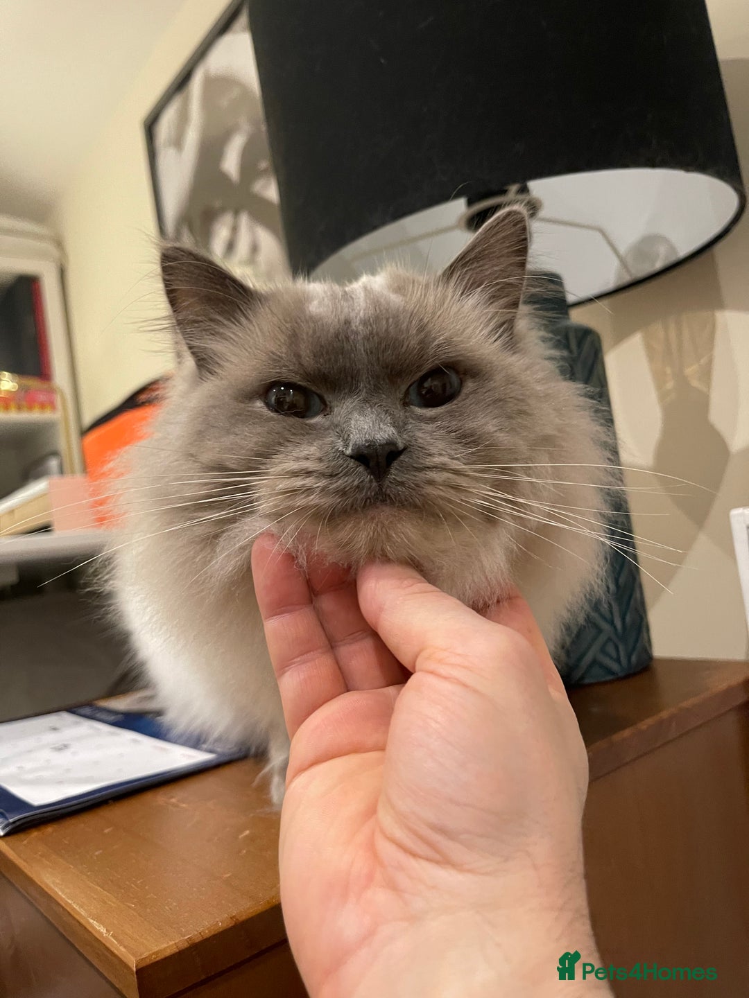 Ragdoll cats for sale: Beautiful Ragdoll Male - Advert 2