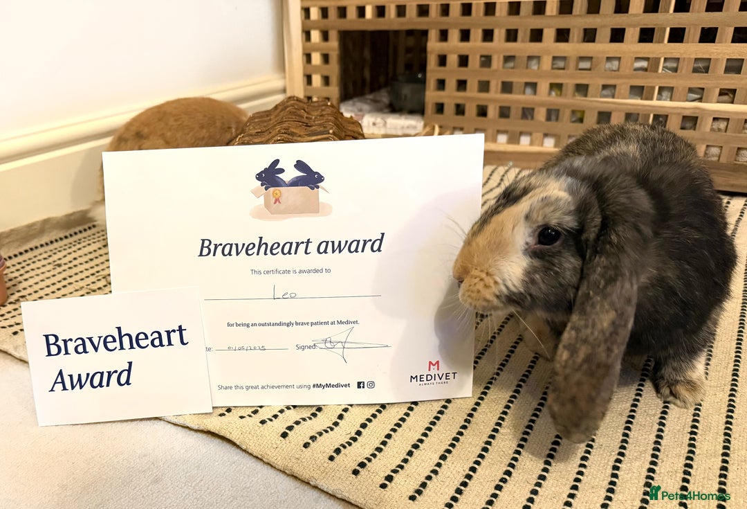 Mini Lop rabbits for sale: Female and male bonded rabbits for sale - Image 3
