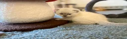 British Shorthair cats for sale: BEAUTIFUL SCOTTISH FOLD × BRITISH SHORTHAIR GIRLS - Advert 8