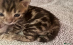 Bengal cats for sale: Beautiful pedigree bengal kittens  - Image 3