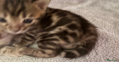 Bengal cats - Advert 3