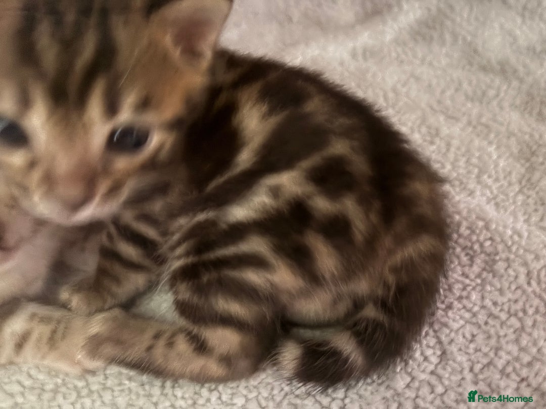 Bengal cats for sale: Beautiful pedigree bengal kittens  - Image 3