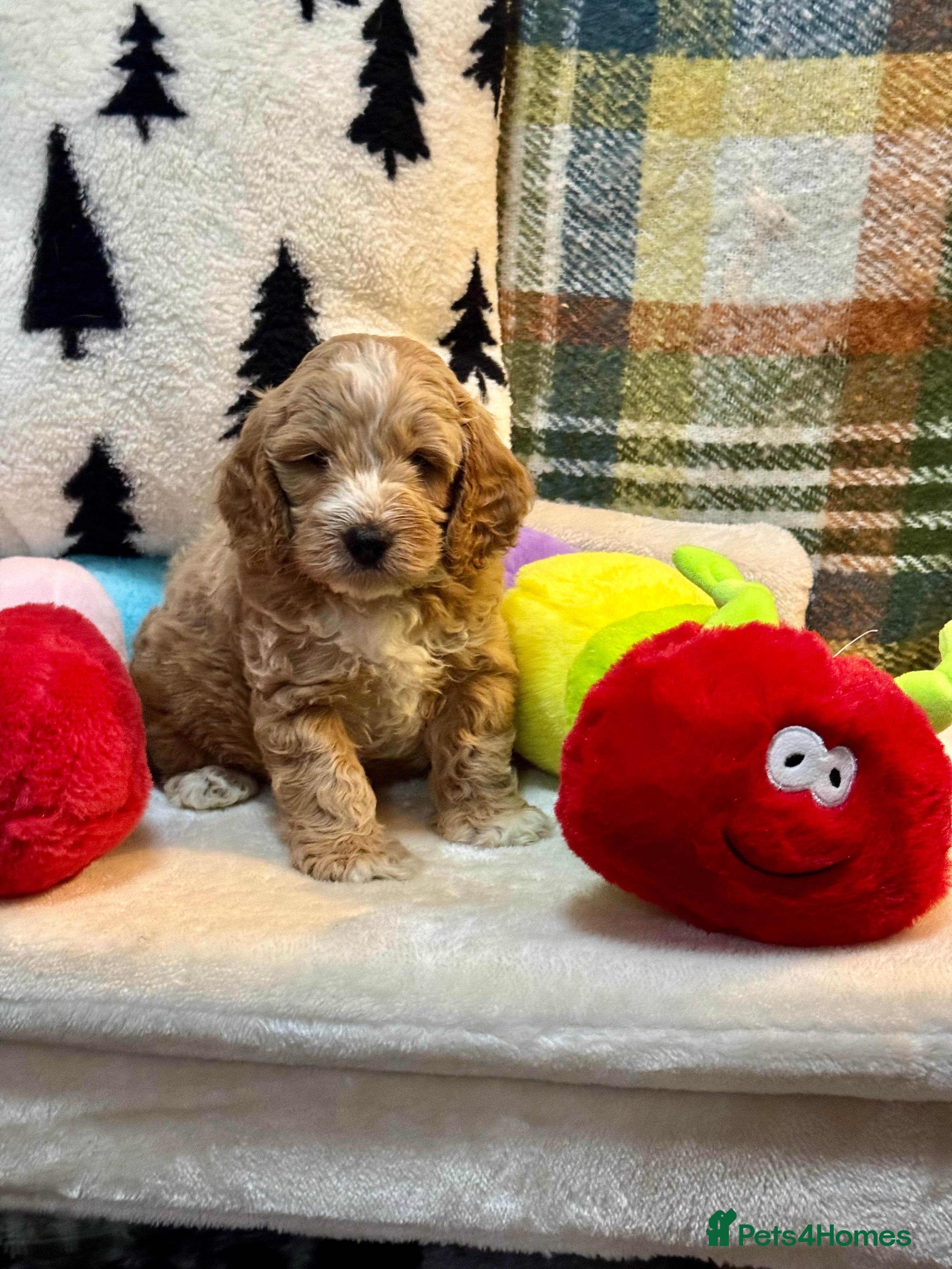 Cockapoo dogs 1 gorgeous boys F1 Cockerpoo puppies  - Advert 4