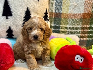 Cockapoo dogs 1 gorgeous boys F1 Cockerpoo puppies - Advert 1