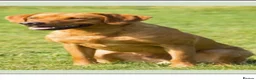 Labrador Retriever dogs for sale: Lovely Chunky Fox Red Labs - Advert 20