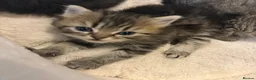 Perdoll cats for sale: beautiful fluffy persian cross ragdoll kittens - Advert 31