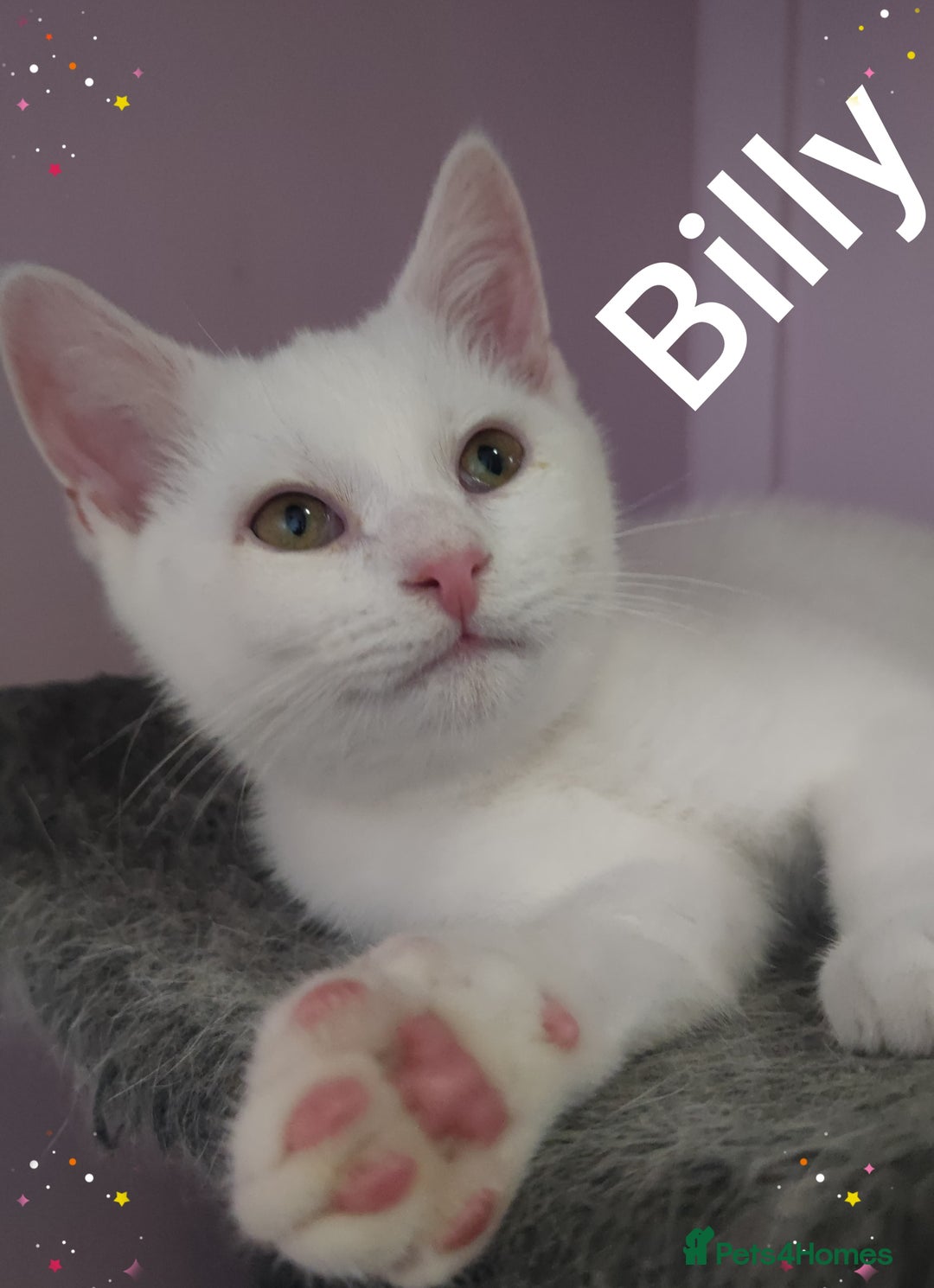 British Shorthair cats for sale: *READY*RARE PURE WHITE BSH TICA PEDIGREE KITTENS - Image 3