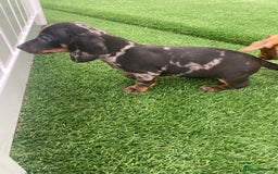 Miniature Dachshund dogs for sale: 4 adorable miniature dachshund puppies  - Image 22