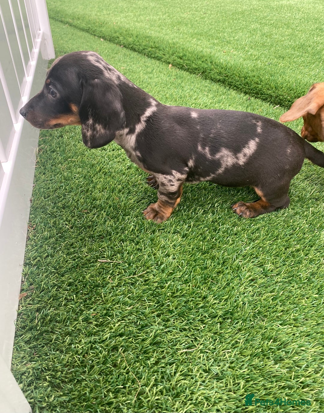 Miniature Dachshund dogs for sale: 4 adorable miniature dachshund puppies  - Image 22