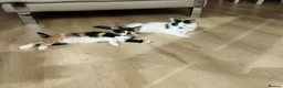 Mixed Breed cats for sale: Lovely kittens looking for their forever home. in Birmingham - Advert 6