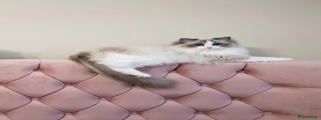 Felicity Poncat