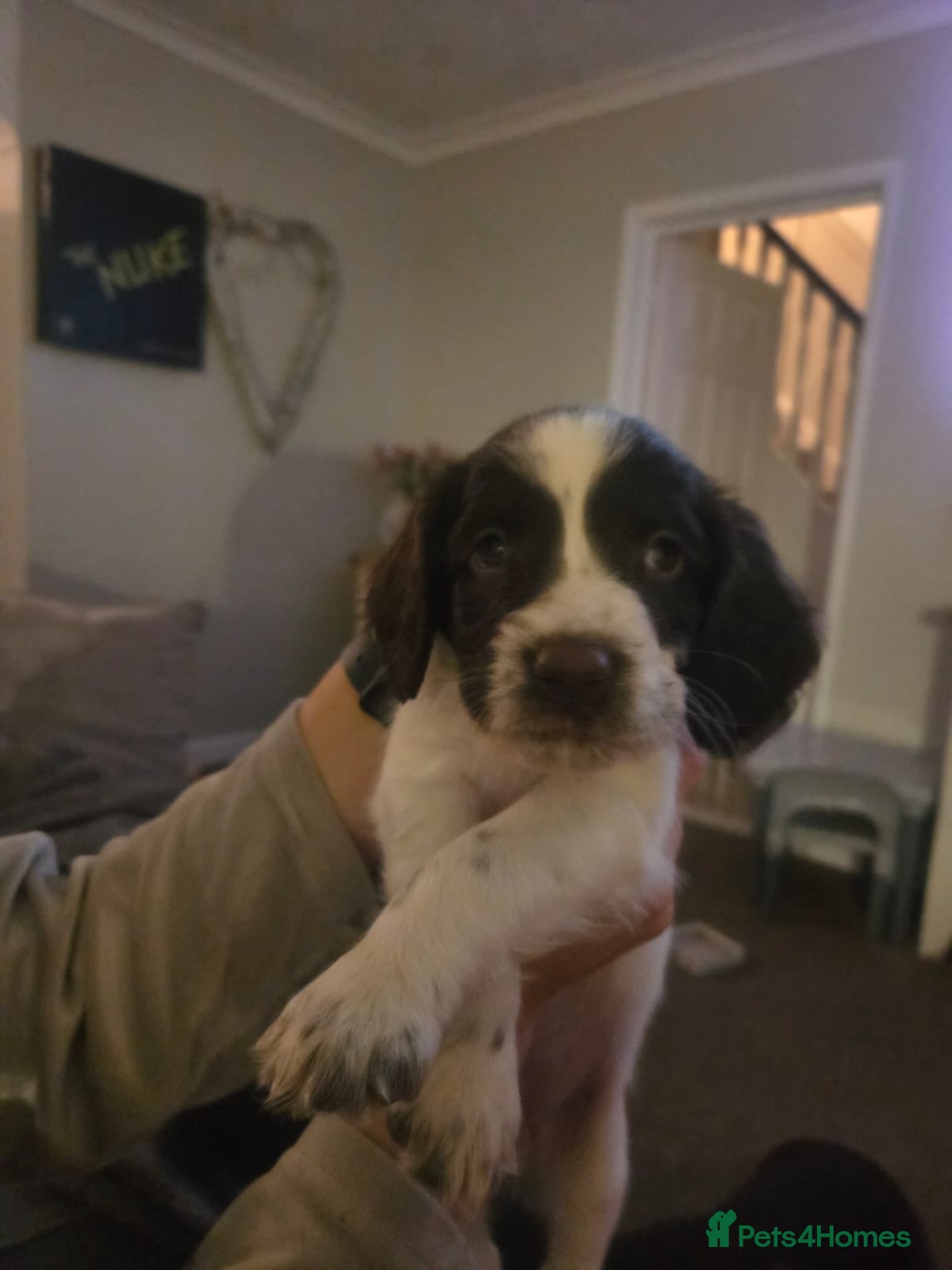 Sprocker dogs Sprocker puppies for sale - Advert 14