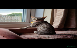 Savannah cats for sale: Savannah cross kittens - Image 4