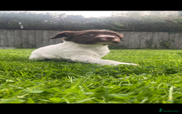 English Springer Spaniel dogs for sale: Working springer bitch - Image 1