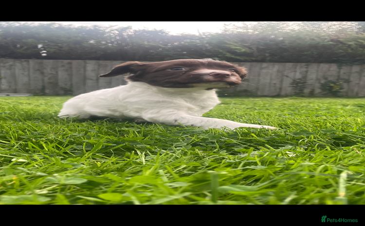 English Springer Spaniel dogs - Advert 2