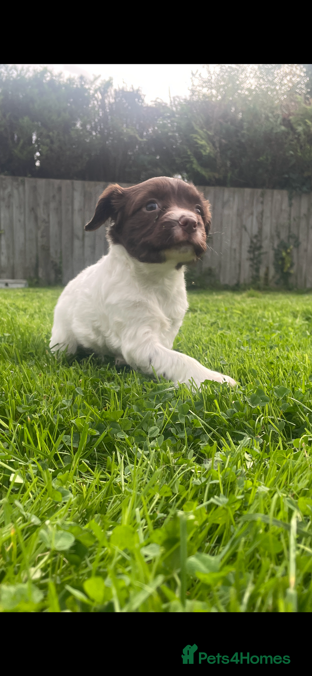 English Springer Spaniel dogs for sale: Working springer bitch - Image 1