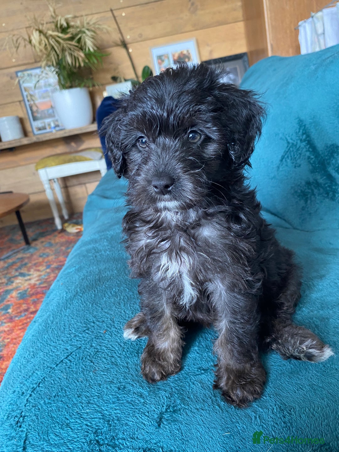 Mixed Breed dogs for sale: One little girl left  - Image 3