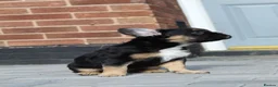 French Bulldog dogs for sale: Fluffy frenchie pups - Advert 5