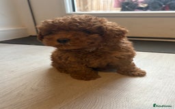 Toy Poodle dogs for sale: Beautiful Red Little Toy Poodle Girl - Image 3