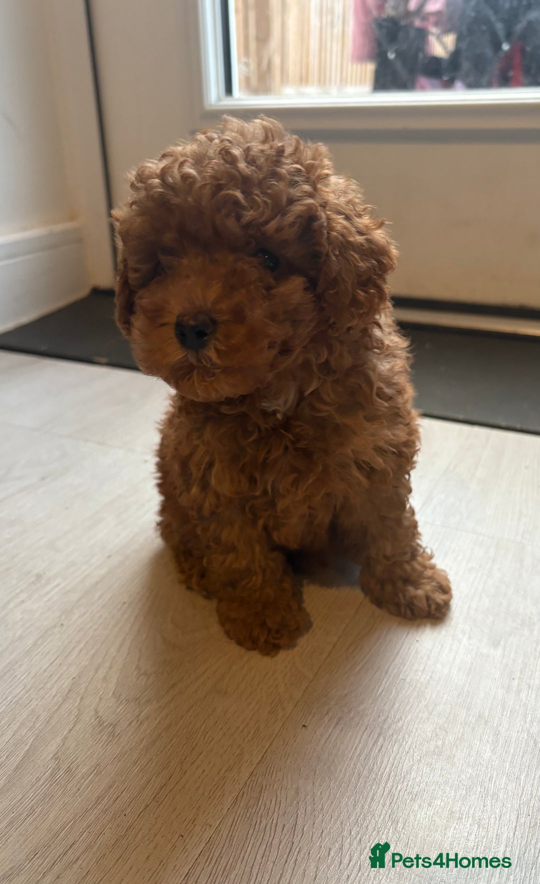 Toy Poodle dogs for sale: Beautiful Red Little Toy Poodle Girl - Image 3