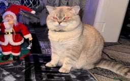 Scottish Fold cats for sale: Scottish Fold Kittens - Image 25