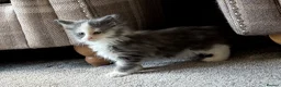 Maine Coon cats for sale: Maine Coon Kittens - Advert 6
