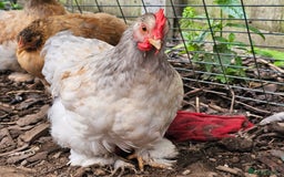 Chickens poultry for sale: ** Stunning friendly Pekin Cockerals available **  - Image 13