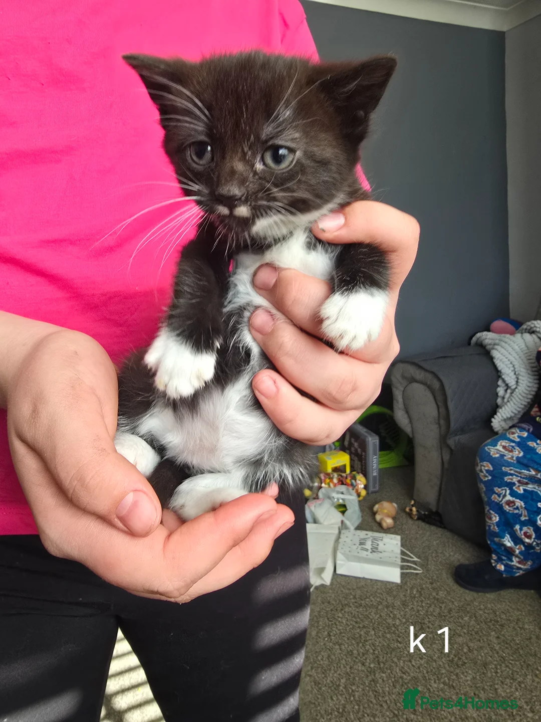 Domestic Shorthair cats for sale: Kittens  - Advert 5