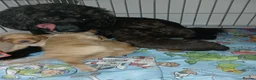 Sproodle dogs for sale: Beautiful F1B Sproodles!  in Doncaster - Advert 10