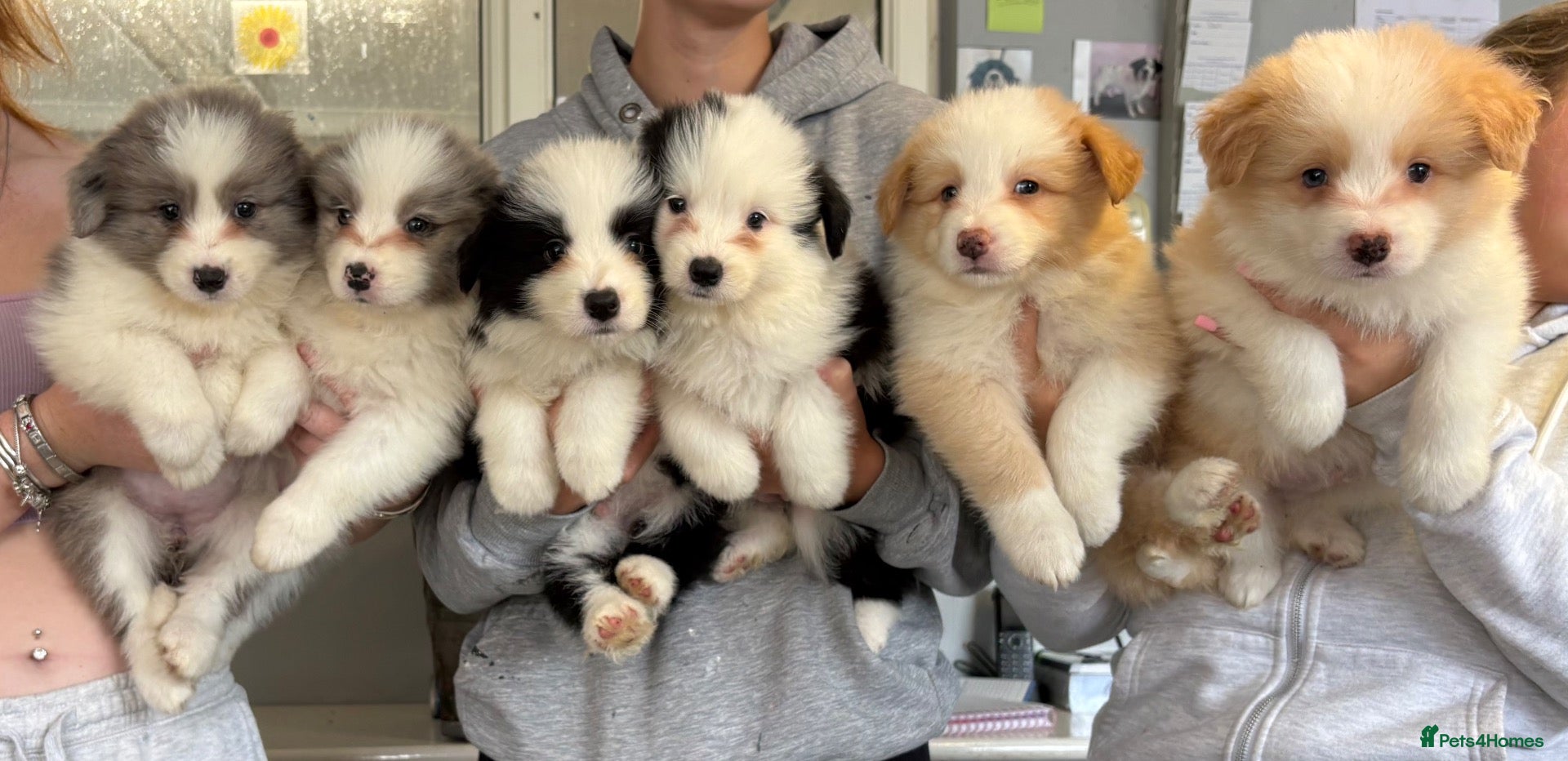 Border Collie dogs Outstanding KC Show Border Collie Puppies - Advert 1