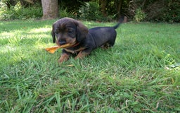 Dachshund dogs for sale: KC Wirehaired Dachshund / Teckel puppies  - Image 4